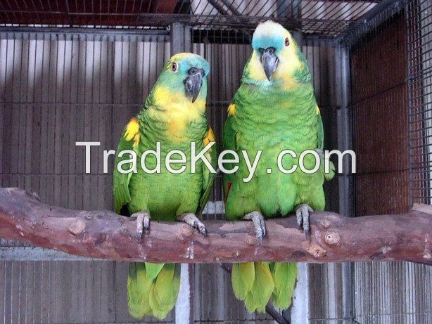 Lady Gouldian finches,Yorkshire Canary and Lancashire Canary Birds