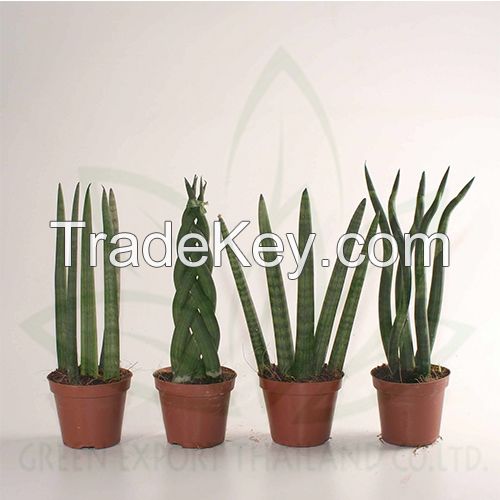 sansevieria