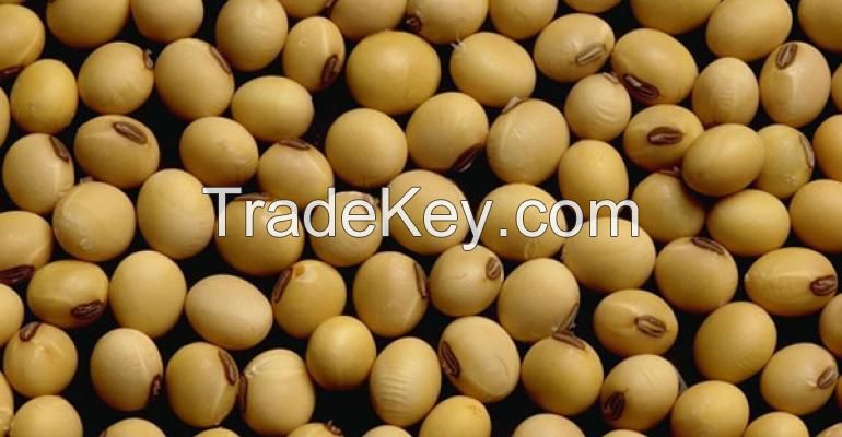 Soybean 