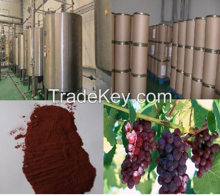 Grape Seed Extract Powder