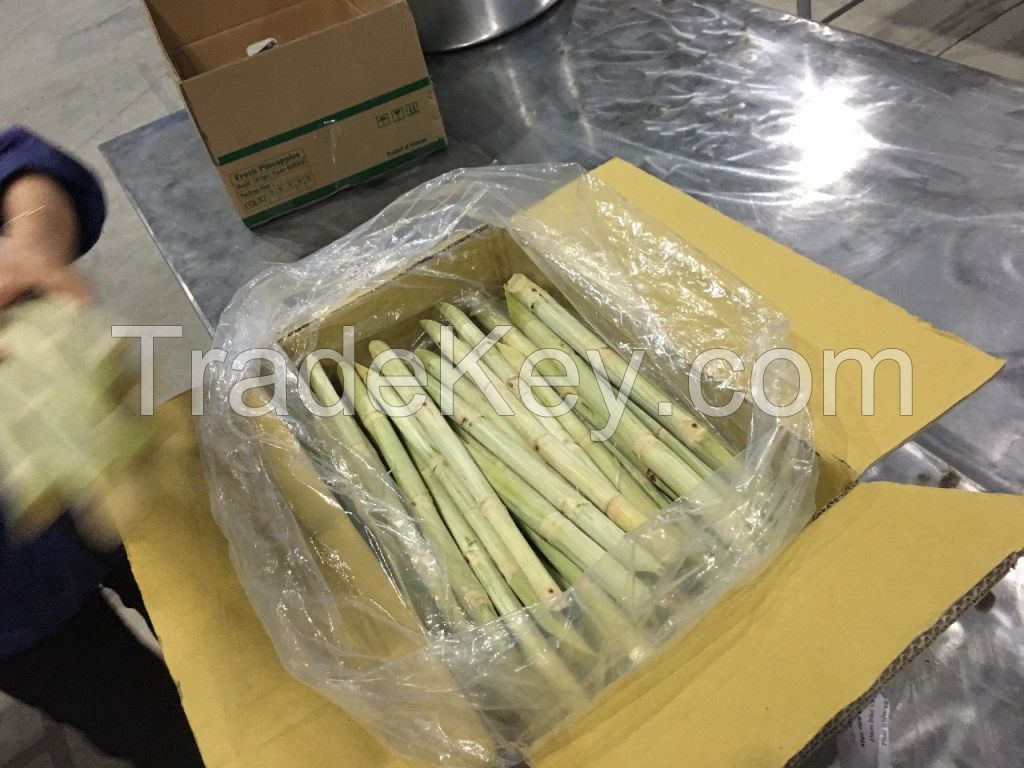 HIGH QUALITY FROZEN SUGARCANE FOR JUICE