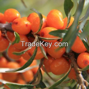 Seabuckthorn Fruit Oil