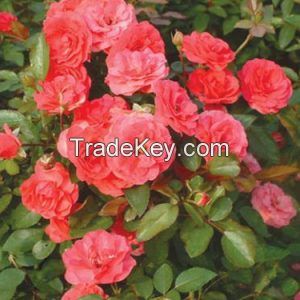 Rose Oil