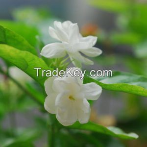 Jasmine Sambac Oil