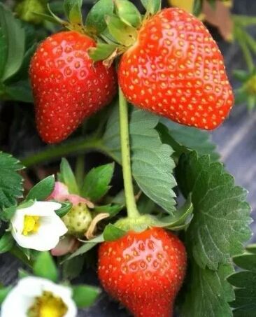 Qhxn Iqf Whole Strawberry- Frozen Strawberry-grade A1