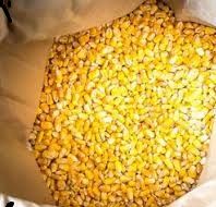 yellow and white corn,dried corn,sweet corn