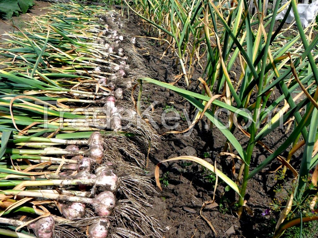 Fresh GARLIC from Azerbaijan