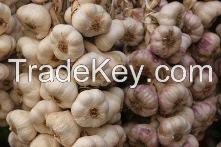 Fresh GARLIC from Azerbaijan