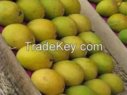 Fresh fruit,Fresh Mango,Fresh Golden Yellow Mango