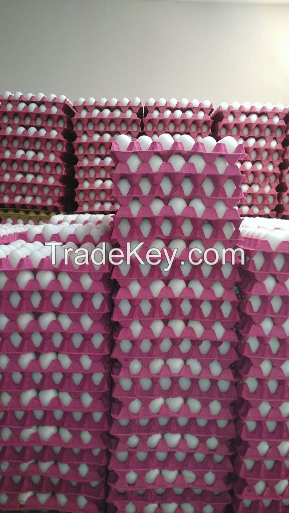 Fresh Poultry Eggs, Brown and White Table Eggs,Chicken Eggs,Hatching eggs Cobb 500 and Ross 308