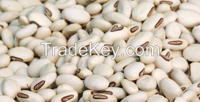 Navy Bean