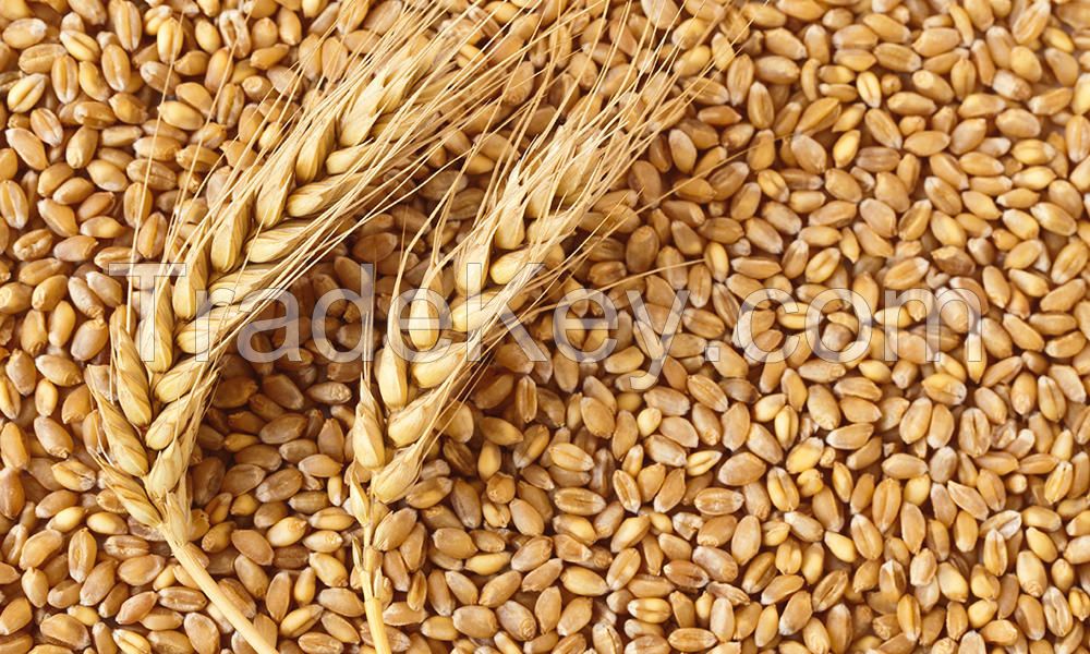 Wheat