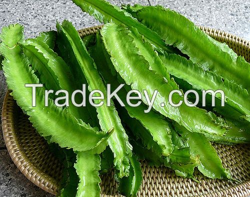 Winged Bean