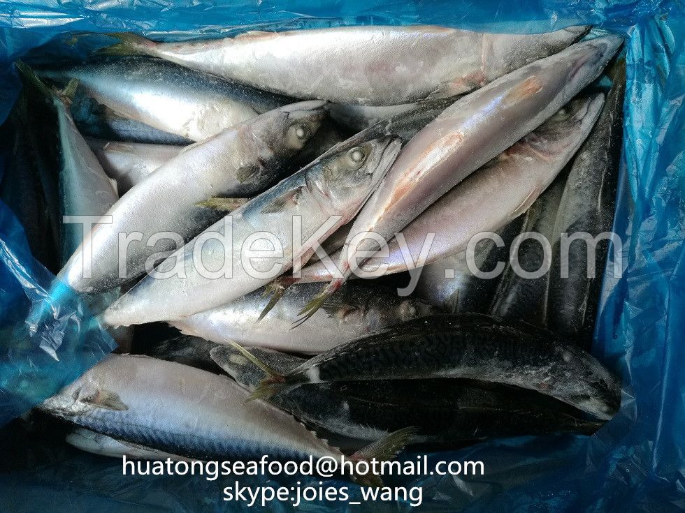 new landing pacific mackerel fish  WR for canning