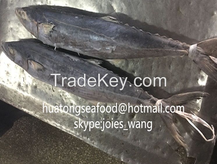 2017 frozen spanish mackerel Whole round IQF Landfrozen