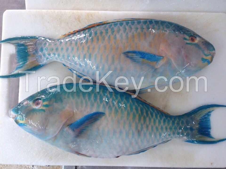 PARROT FISH