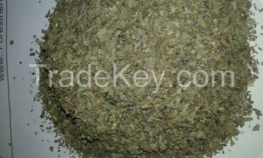 basil crushed( Ocimum basilicum)