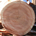 Jatoba