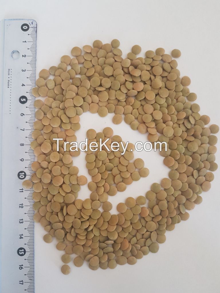 green lentils ; vicia sativa