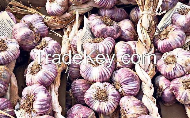 cloves of garlic for shipping straight from farm