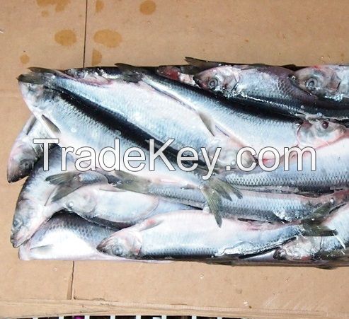 Herring WR Pacific Wild Fish Frozen