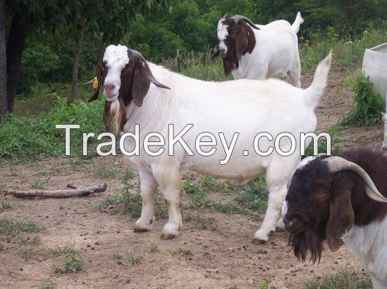 Pure Breed Boer Goat For Sale