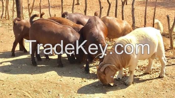 Top-quality Live Sheep, Goats, and Cattle ( Steer, Cows & Calf).