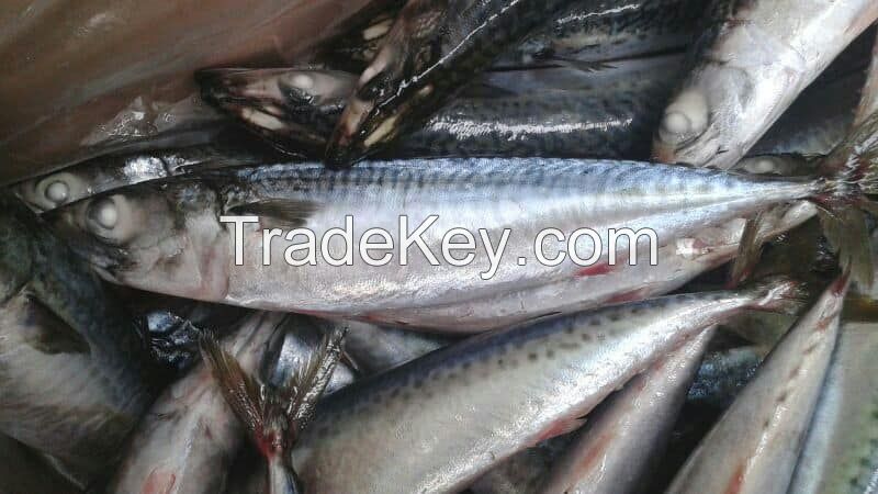 Frozen Atlantic mackerel(Scomber Scombrus)