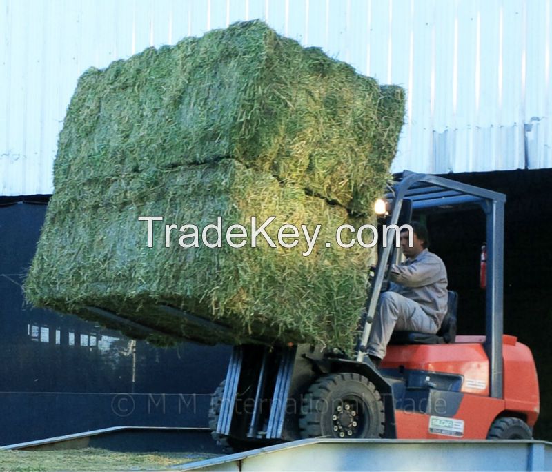 Alfalfa Hay , Alfalfa Hay Pellets , Alfalfa Hay Bales from Europe