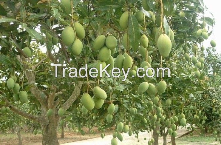 Organic Mangoes