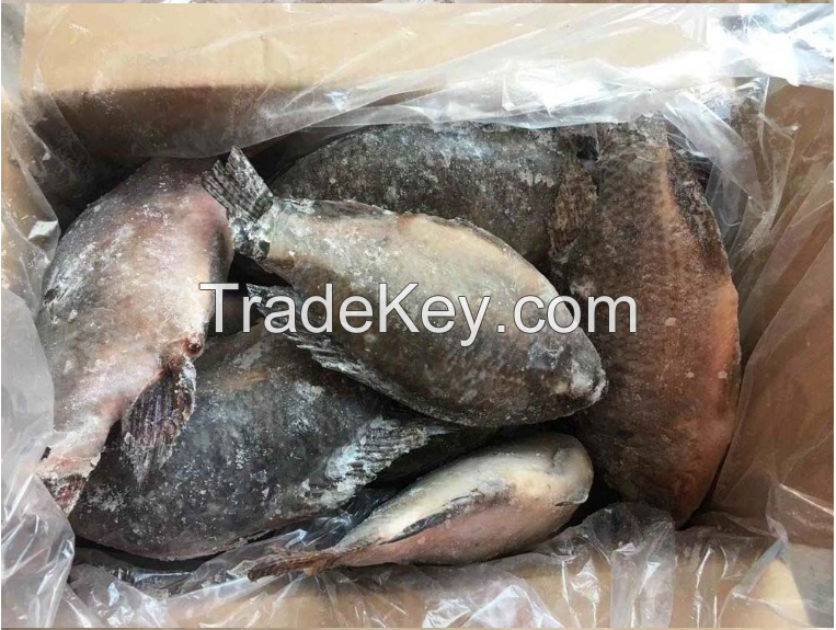 2017New Arrival Frozen Tilapia