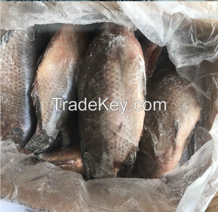 2017New Arrival Frozen Tilapia