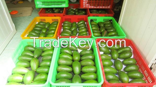 Fresh Avocado fruit from Vietnam