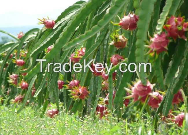 Fresh Dragon fruit from Vietnam