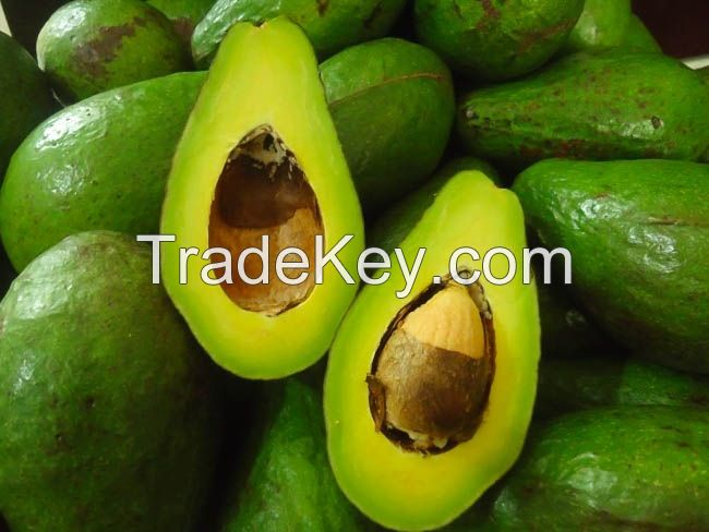 Fresh Avocado fruit from Vietnam