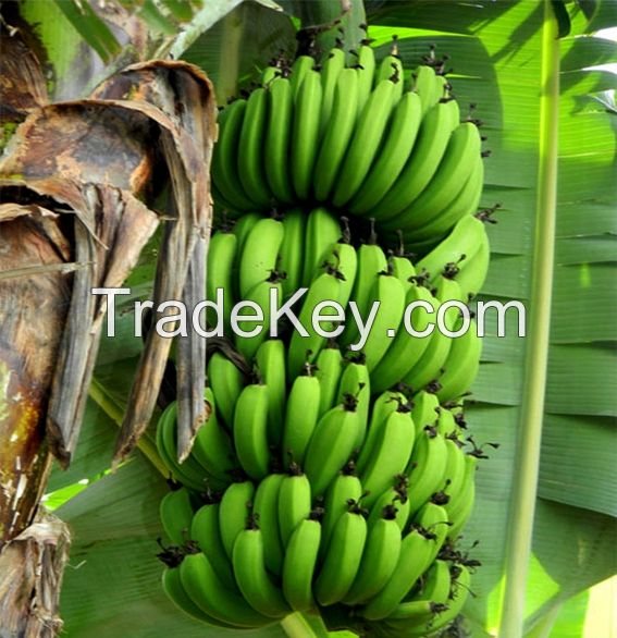 Fresh Banana from Viet Nam