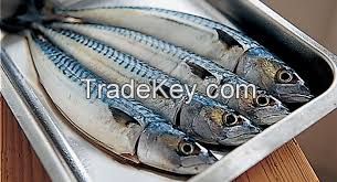 NEW LANDING SEA FROZEN PACIFIC MACKEREL FISH 100-150G