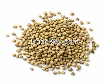 High Quality Turkish, Coriander Seeds, Coriander powder