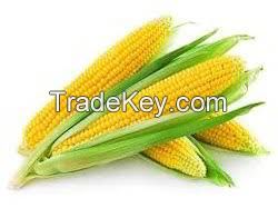 Yellow Corn