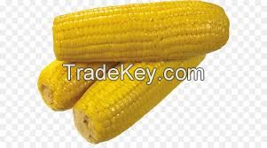 Sweet Yellow Maize