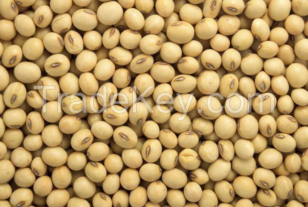 Soybeans & Soybean Meal