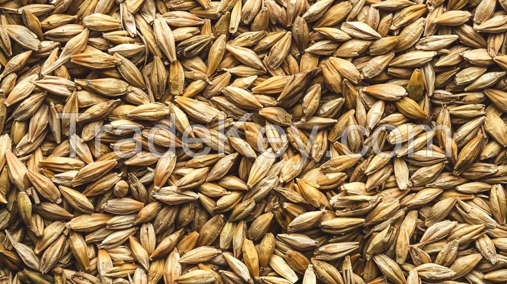 Barley Grains