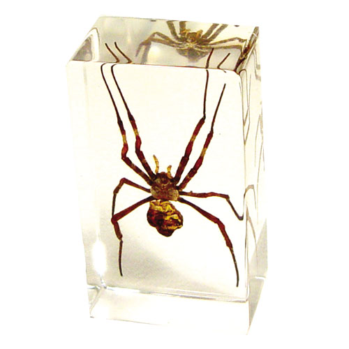 real insect amber paperweight