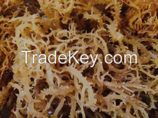 DRIED EUCHEUMA COTTONII for CARRAGEENAN /COMESTIC/ MEDICINE/FOOD