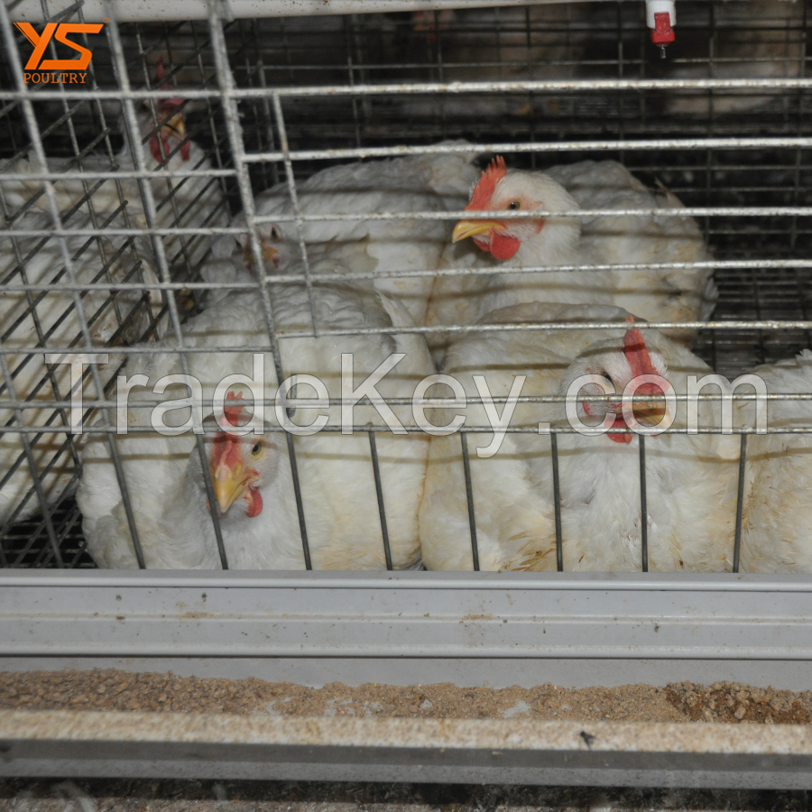 automated meat broiler chicken cages for sale