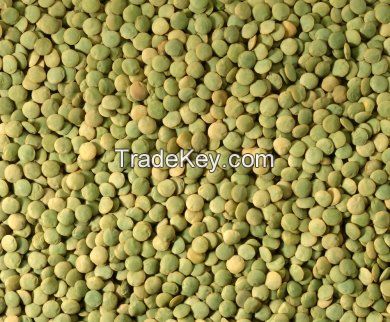 Green lentils