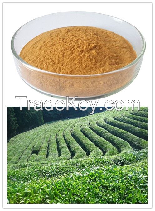 Natural Antioxidant Green Tea Extract Tea Polyphenol &amp; EGCG