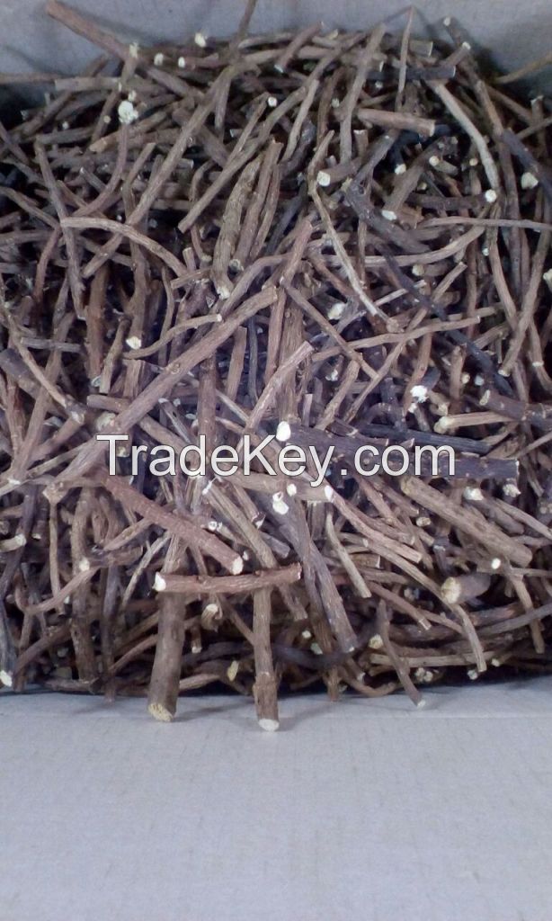 Siberian Licorice Glycyrrhiza uralensis 