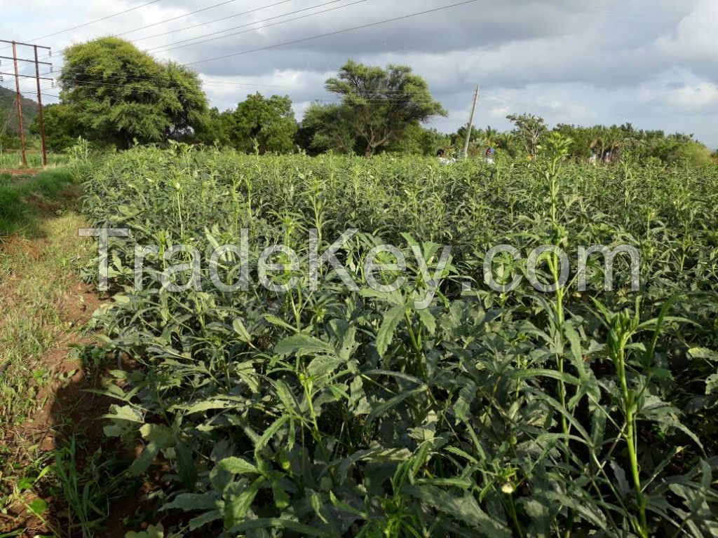 Okra (Okro) Seeds