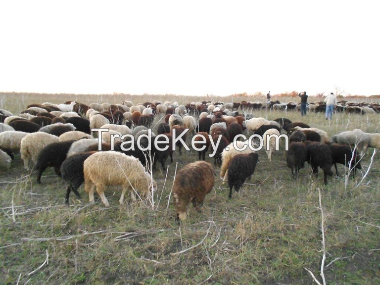 Livestock cattle